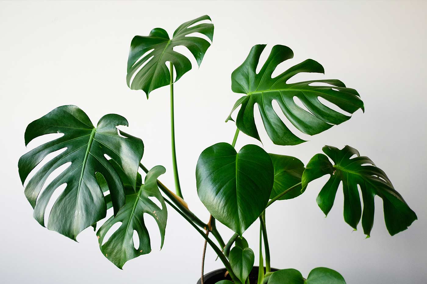 Monstera : entretien des feuilles 