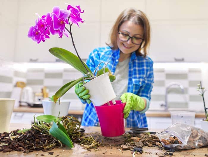 moment idéal pour rempoter une orchidée