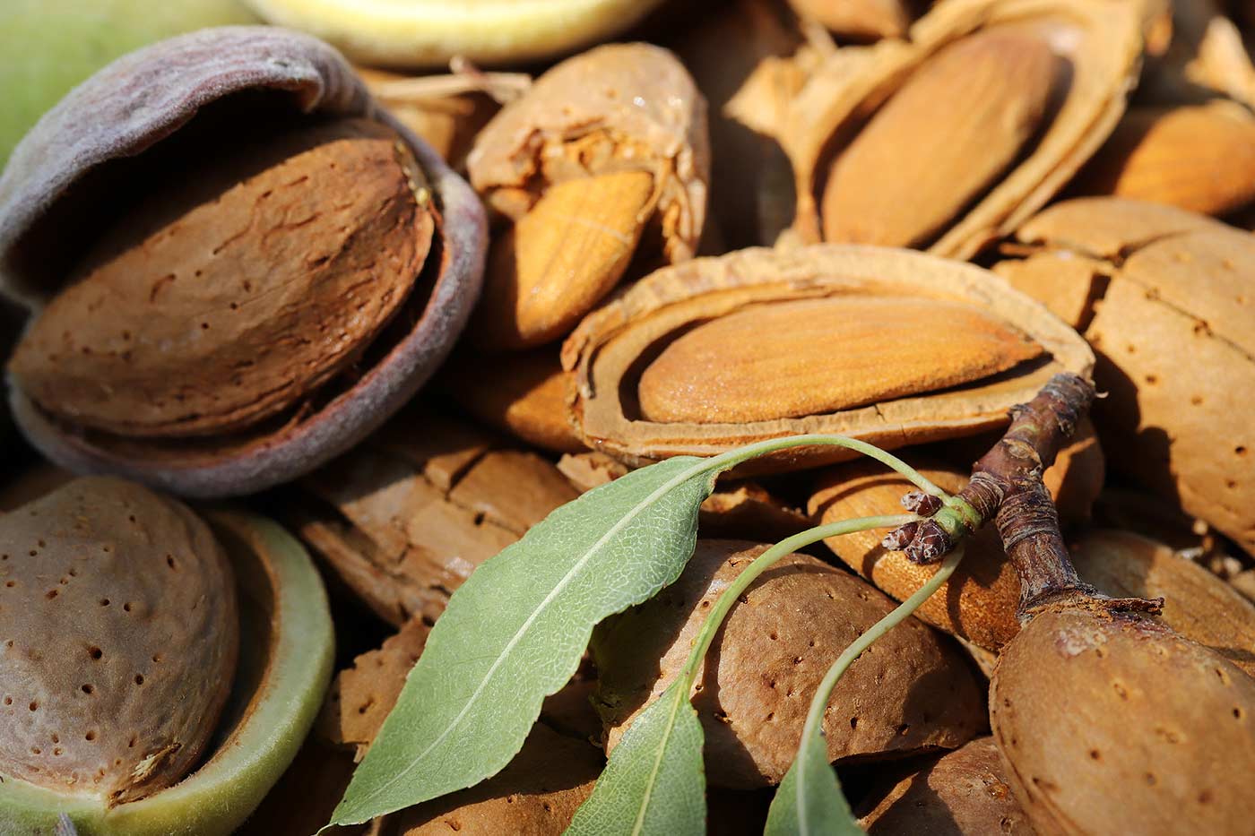 récolte des amandes