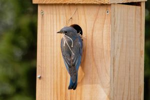 attirer les oiseaux au jardin