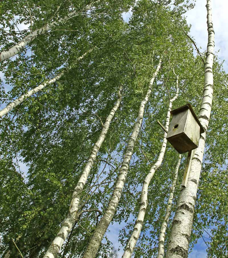 Nichoir en hauteur dans un arbre