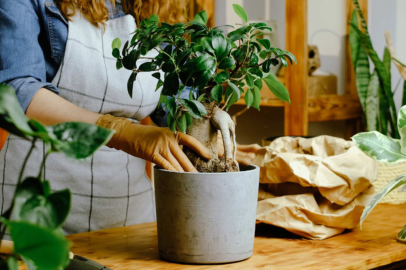 femme transplante un bonsaï ficus ginseng