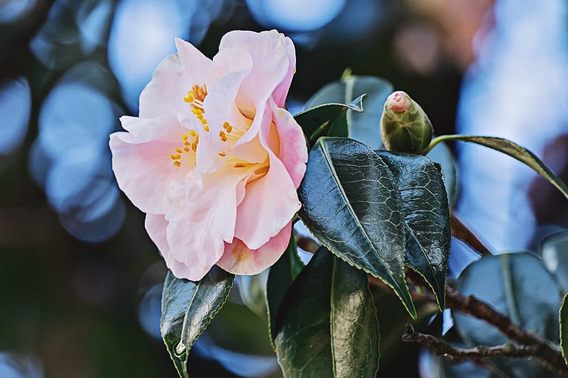 Camélias en fleur