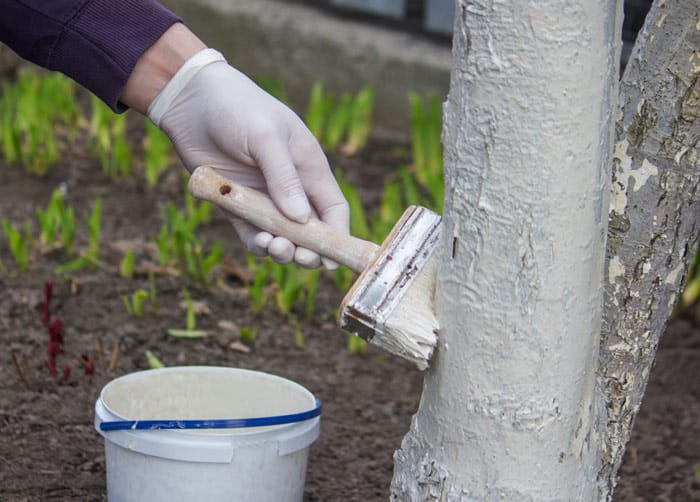 avantages du chaulage des arbres