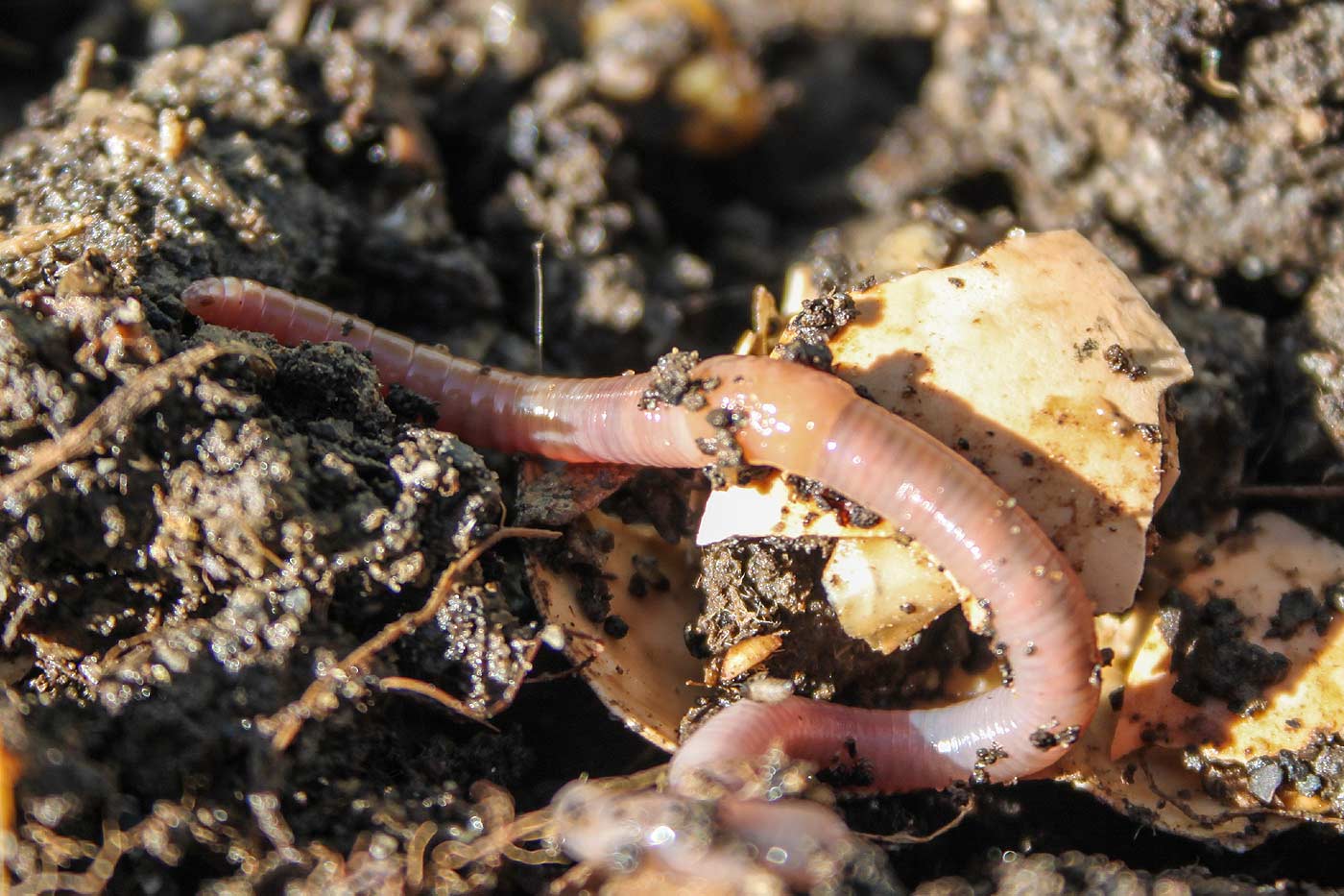 compost mûr avec un ver de terre