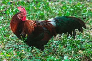 Avoir un coq dans son poulailler peut être dangereux