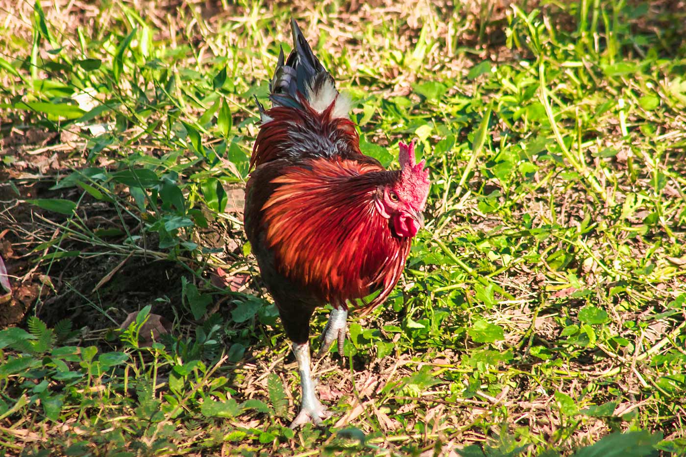 coq vigilant face aux prédateurs