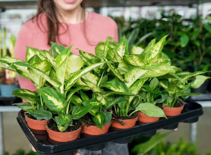 Jeunes plantes de dieffenbachia