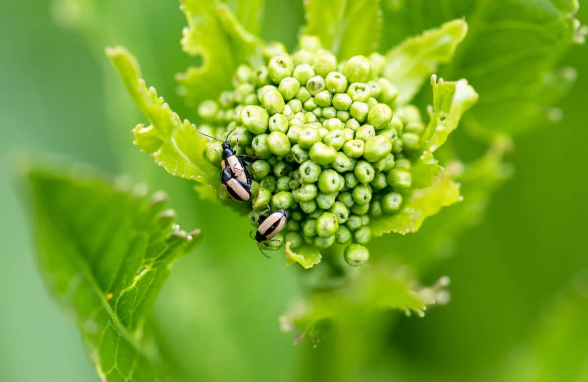 Insecte dans le potager