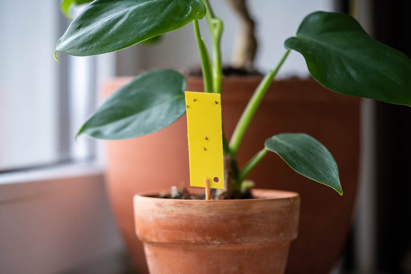 moucherons des terreaux sur une plante d'intérieur