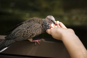 Nourrir les oiseaux du jardin