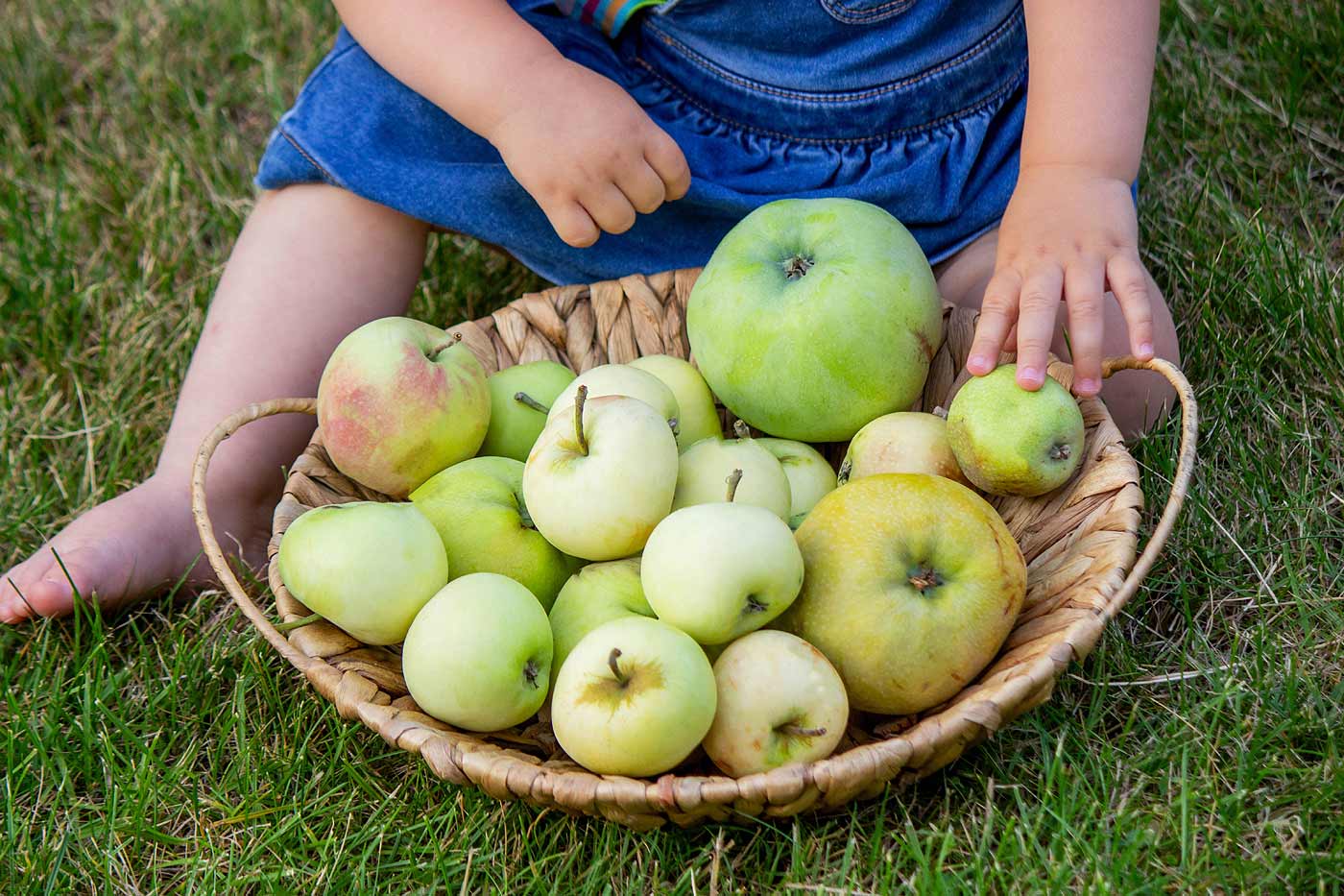 Conservation et choix des pommes