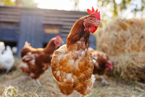 5 astuces pour sauver vos poules de la mort par chaleur