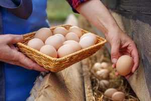 Pourquoi vos poules ne pondent plus la nuit