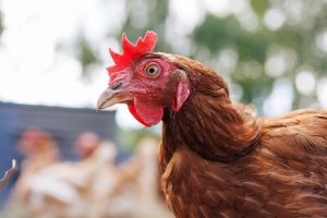 5 symptômes chez vos poules qui peuvent être mortels