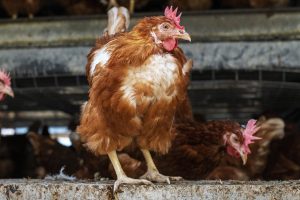 Pourquoi vos poules perdent leurs plumes