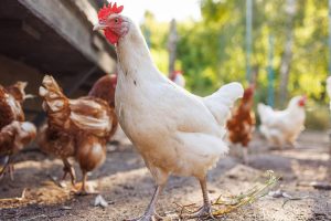 effets surprenants du vinaigre dans l'eau des poules