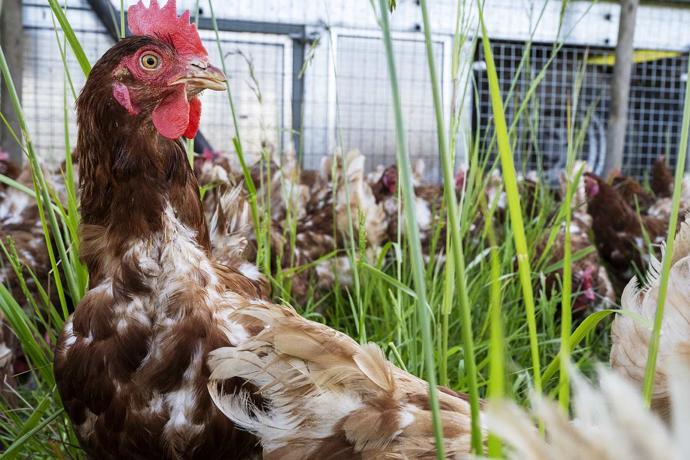 la mue d'une poule