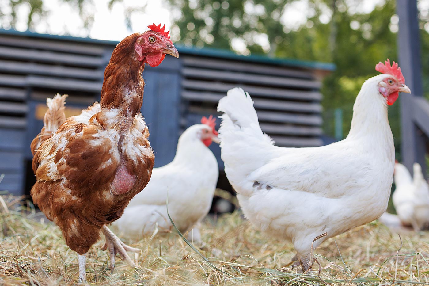 Poule mue dans le poulailler