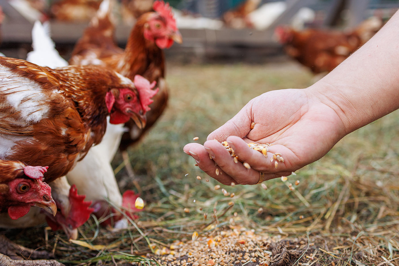 alimentation pour les poules