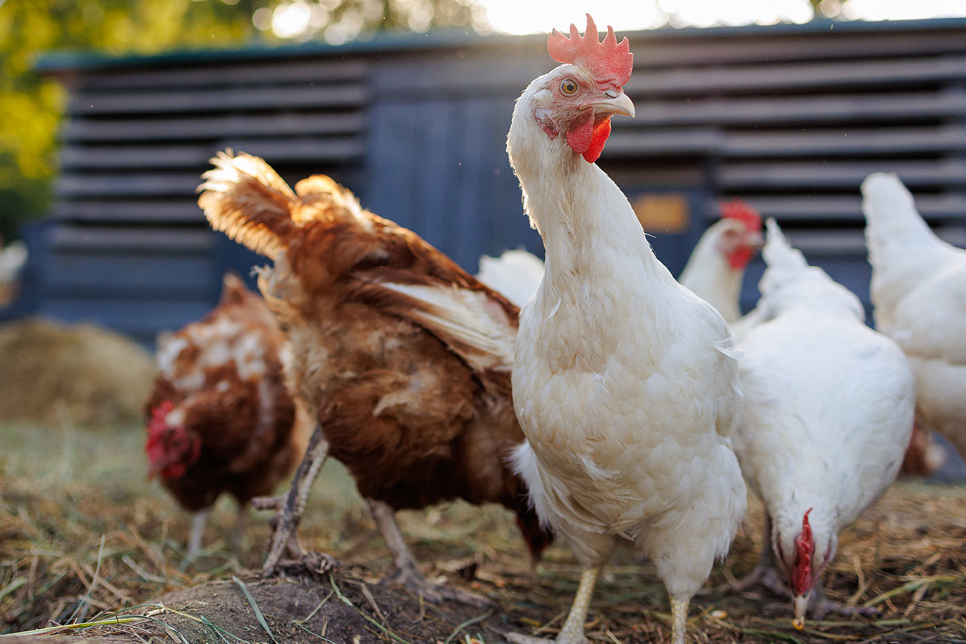 Aménagements extérieurs pour le confort des poules