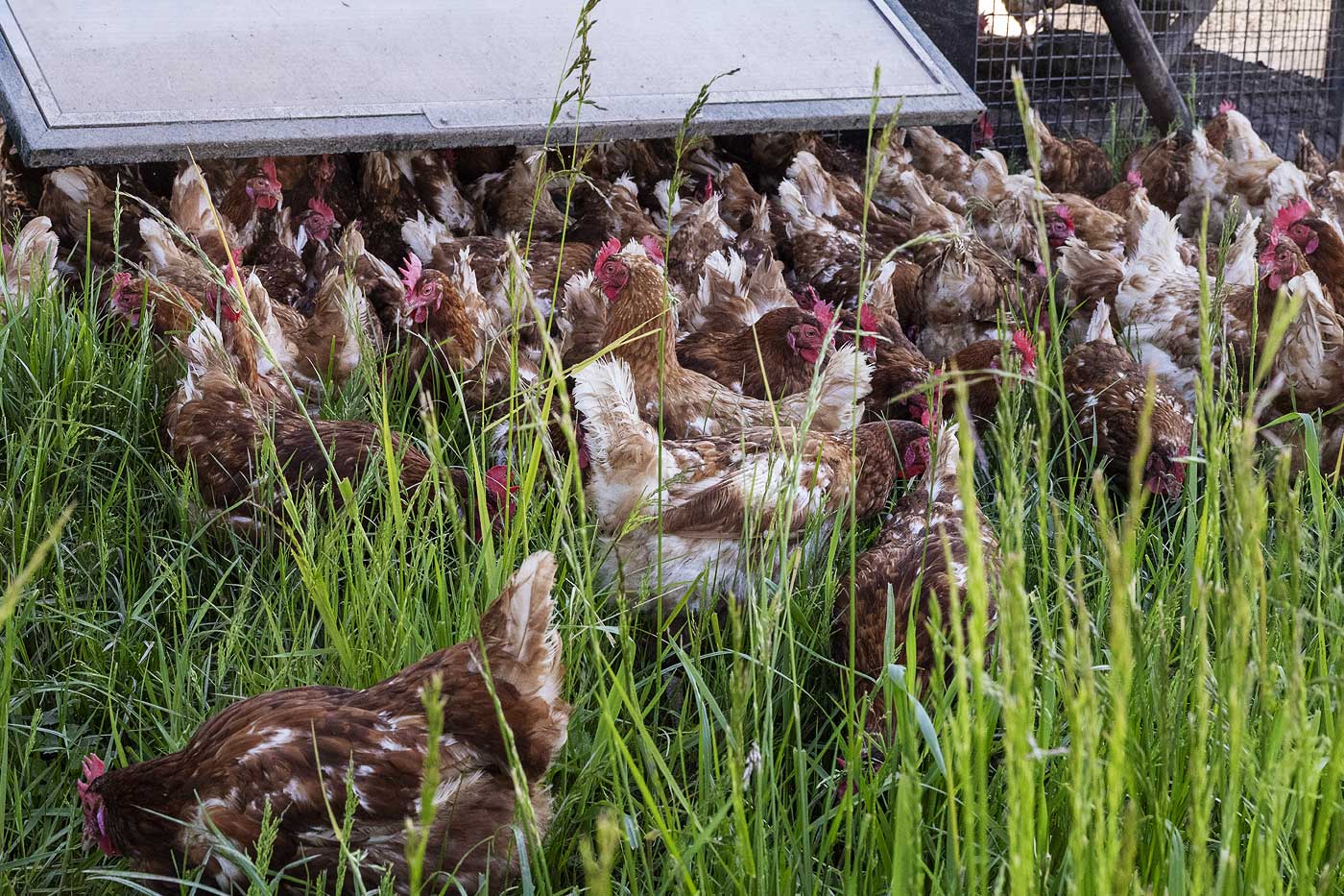 Nombreuses poules sortent du poulailler 