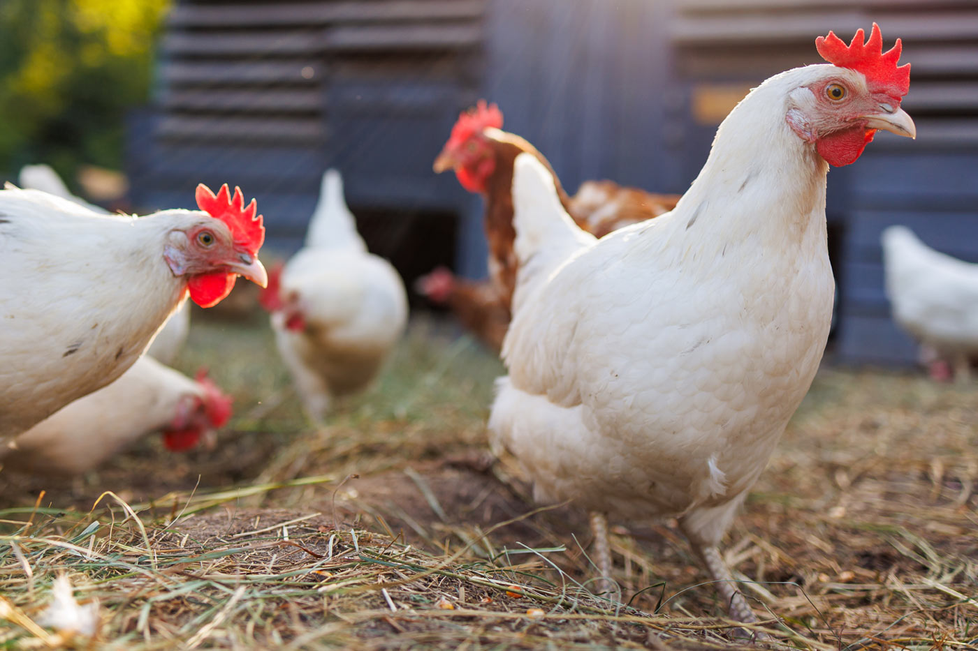 divertissement pour les poules