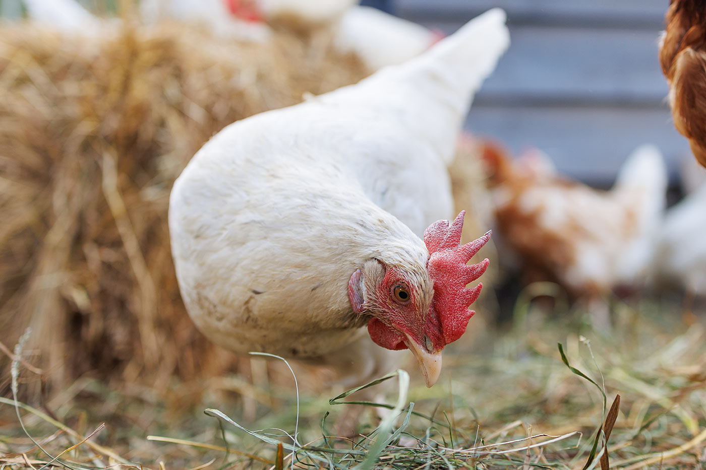 Poule prête pour passer l'hiver au poulailler 