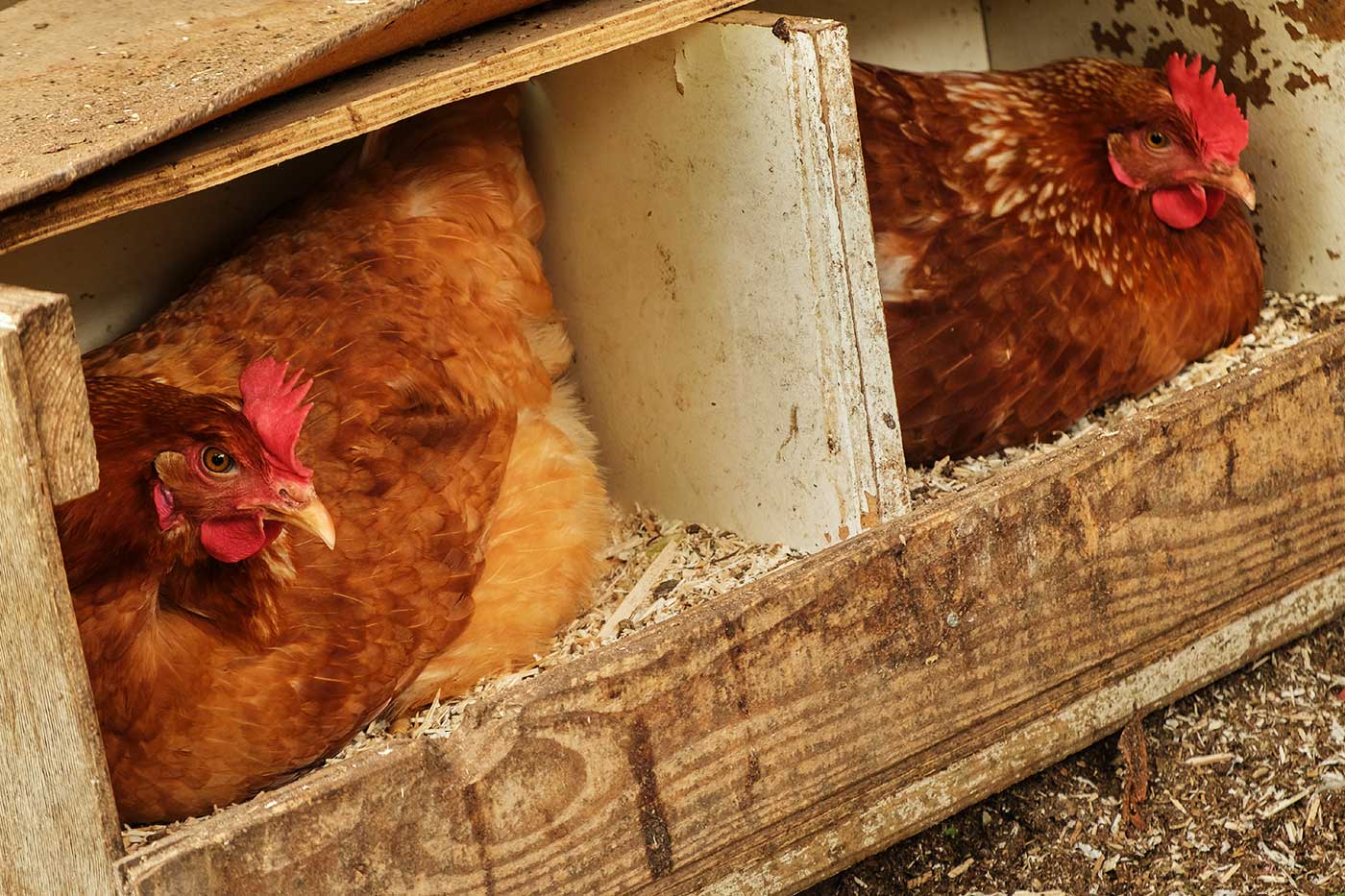 impact de la canicule sur les poules