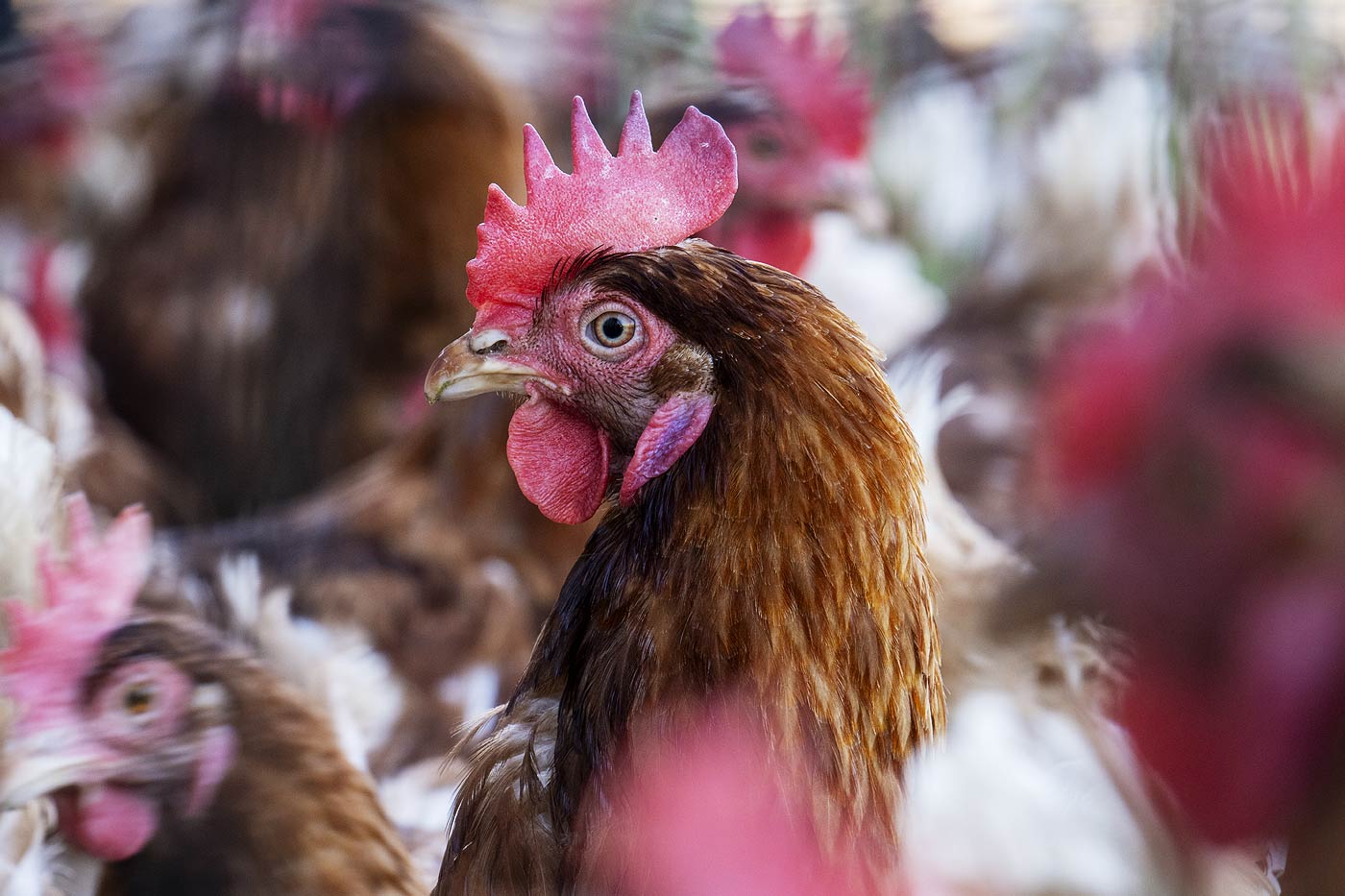 Poules et coqs dans le poulailler 