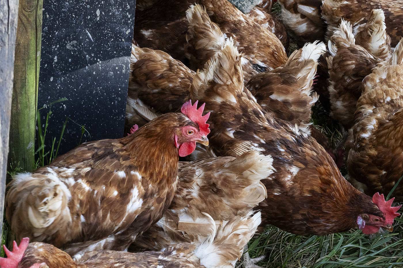 maladies courantes chez les poules adultes