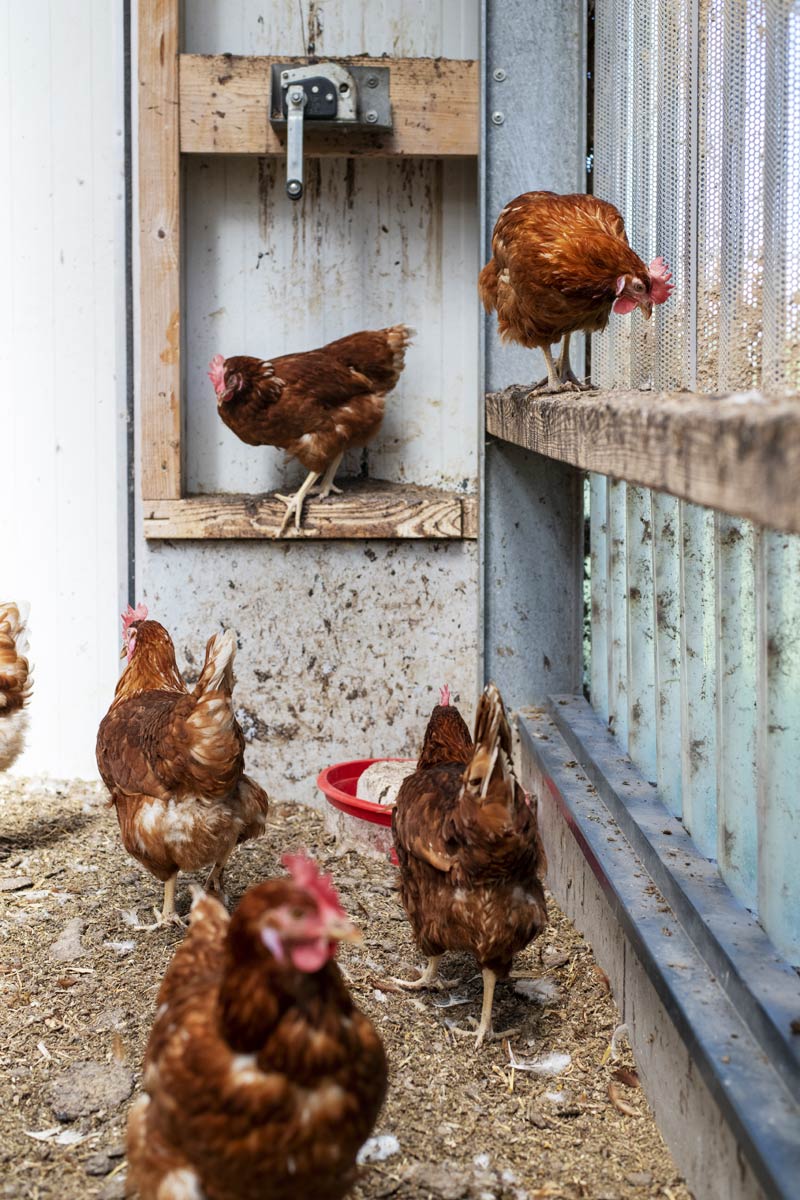 Jeu pour les poules du poulailler