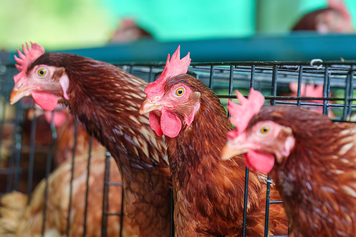 bienfaits du vinaigre pour vos poules