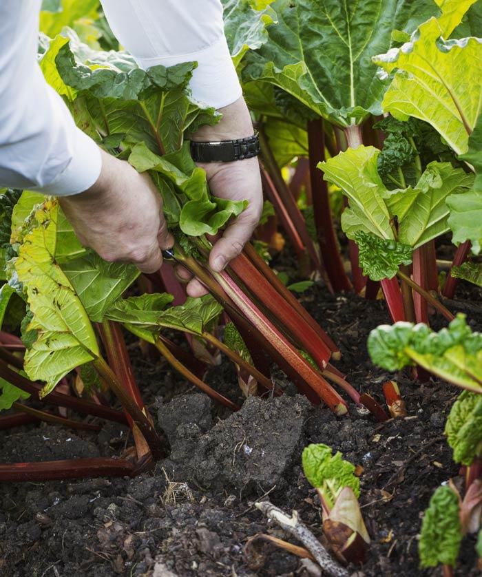 Jardinier récolte sa rhubarbe