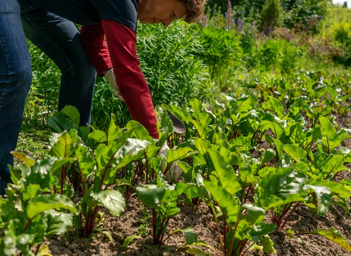 Technique pour récolter la rhubarbe