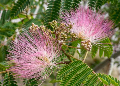 Arbre à soie (Albizia julibrissin).