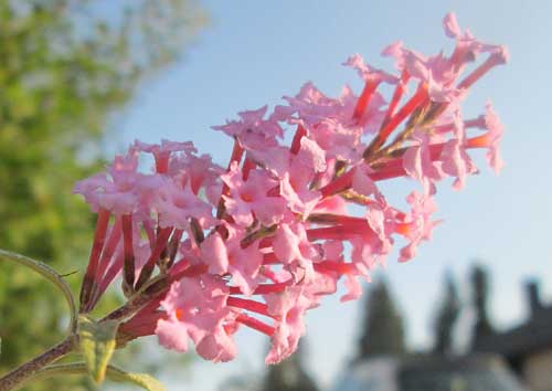 Arbre aux papillons (Buddleja davidii)