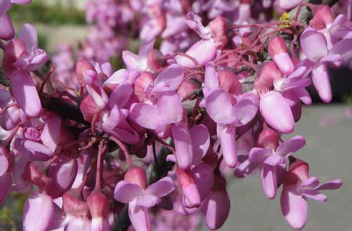 Arbre de Judée (Cercis siliquastrum).