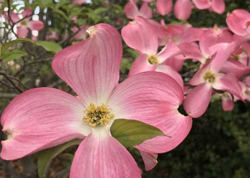 Cornouiller à fleurs (Cornus florida)