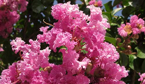 Lilas des Indes (Lagerstroemia indica).