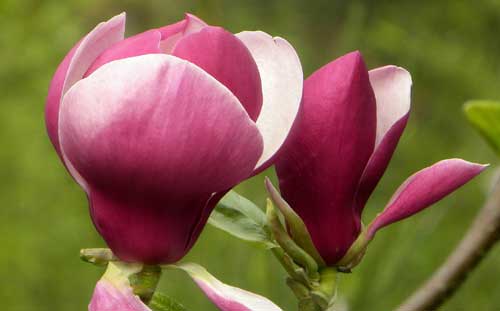 Magnolia à fleurs roses.