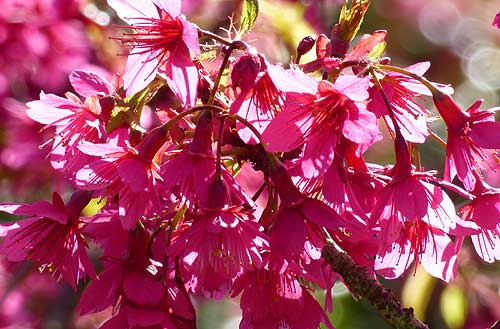 Pommier d'ornement (Malus)