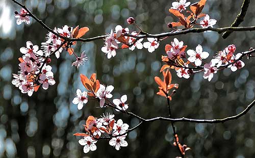 Prunier à feuilles pourpres (Prunus cerasifera)