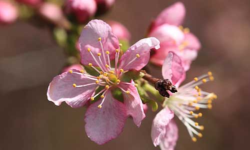 Cerisier de Corée (Prunus japonica)