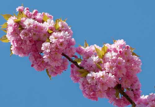 Cerisier du Japon (Prunus serrulata)