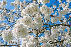 Arbres à fleurs blanches