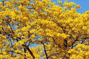 Arbres à fleurs jaunes