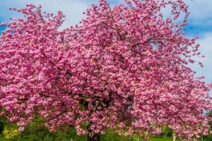 Arbres à fleurs roses