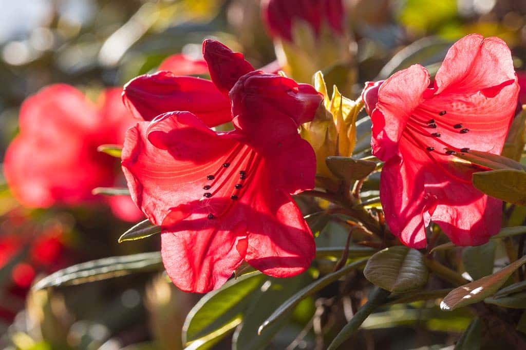 rhododendron rouge