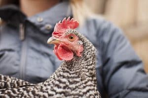 danger pour la santé de vos poules